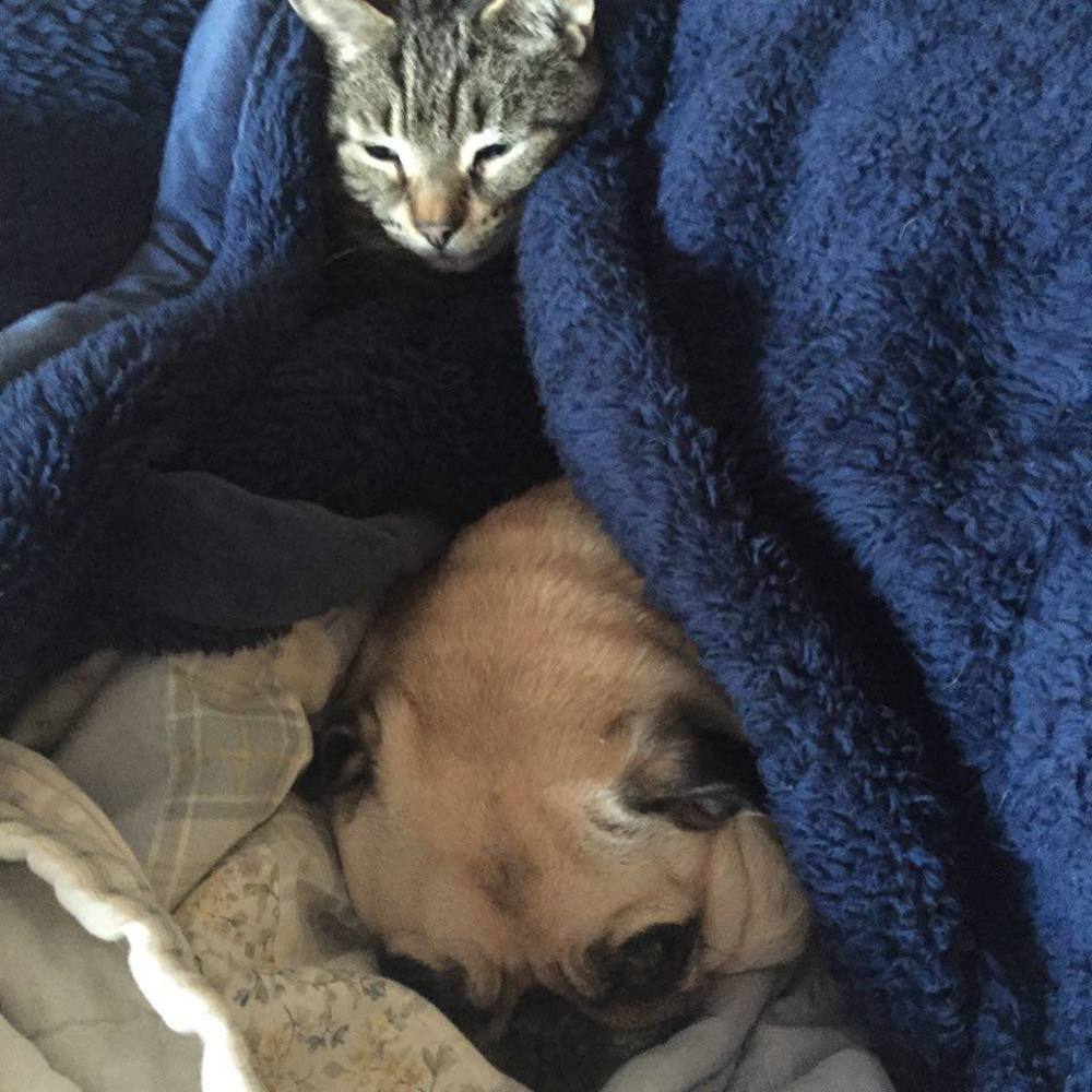 Meet your Posher, Carol